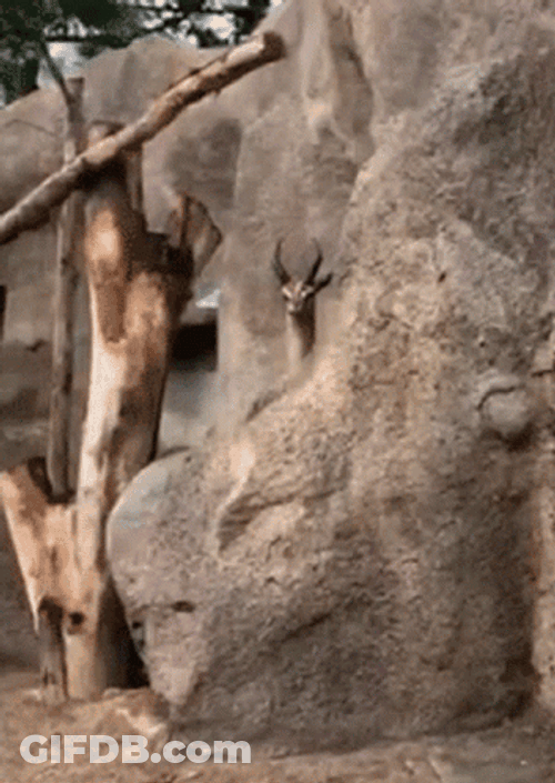 Hiding Meme Deer Behind Huge Rocks GIF