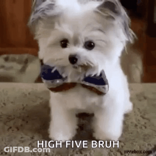 High Five Bruh Meme Maltese Dog GIF