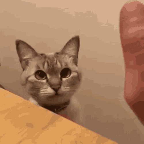 High Five Cat Five GIF