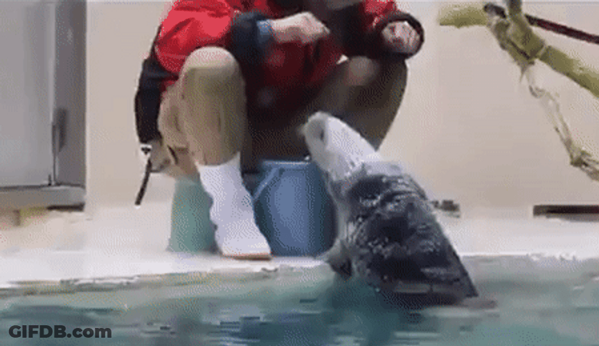 High Five Clap Otter GIF