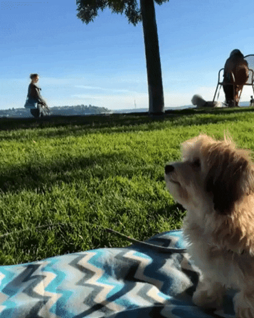 High Five Dog GIF