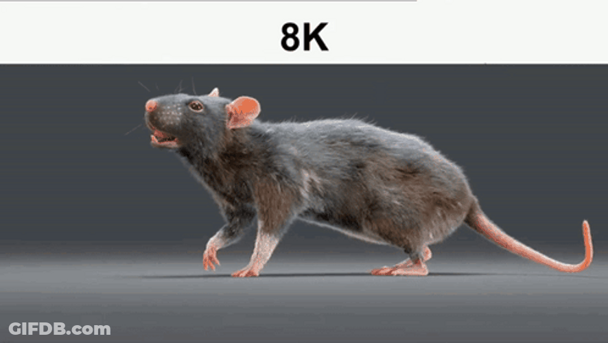 Highn Quality Realistic Spinning Rat GIF
