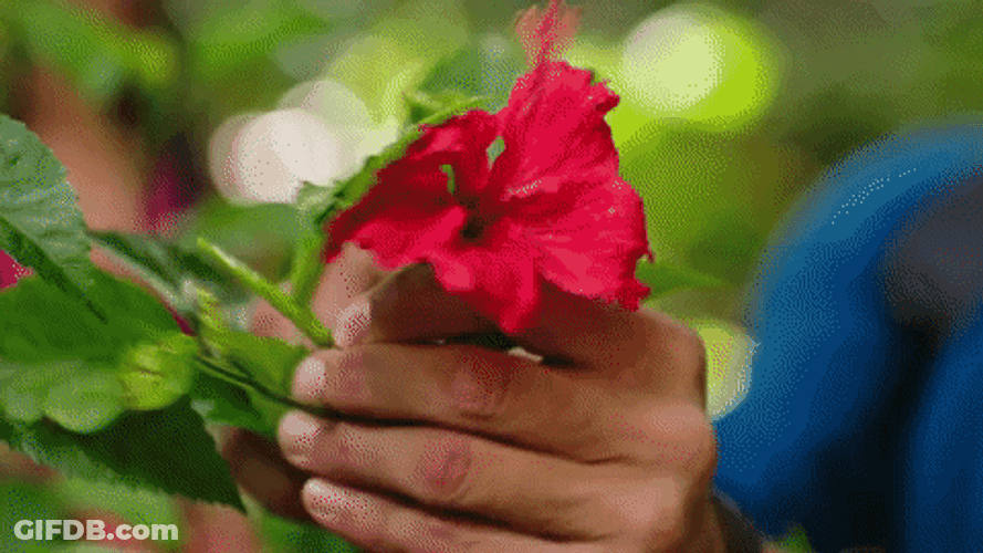Hiker Giving Flowers GIF