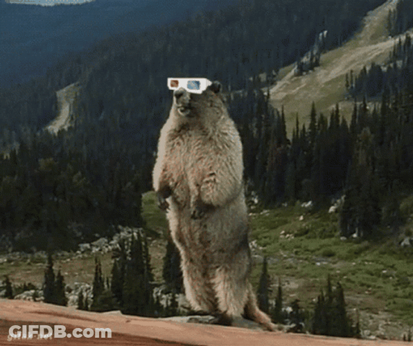 Hilarious Beaver Screaming Wearing Sunglasses GIF