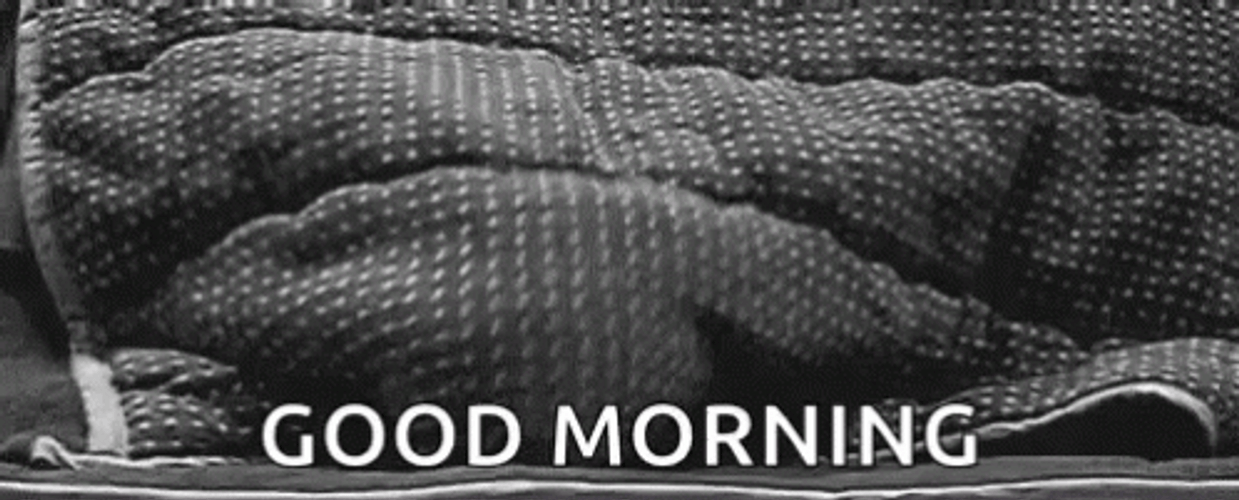 Hilarious Cat Good Morning Under Quilt GIF