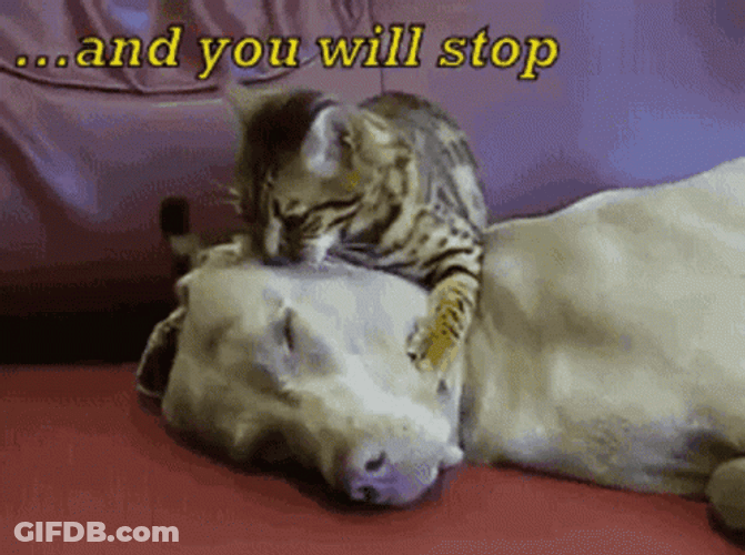 Hilarious Cat Making Biscuits Funny Meme GIF