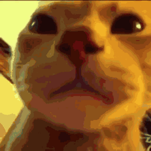 Hilarious Cat Reaction Rgb Lights Meme GIF