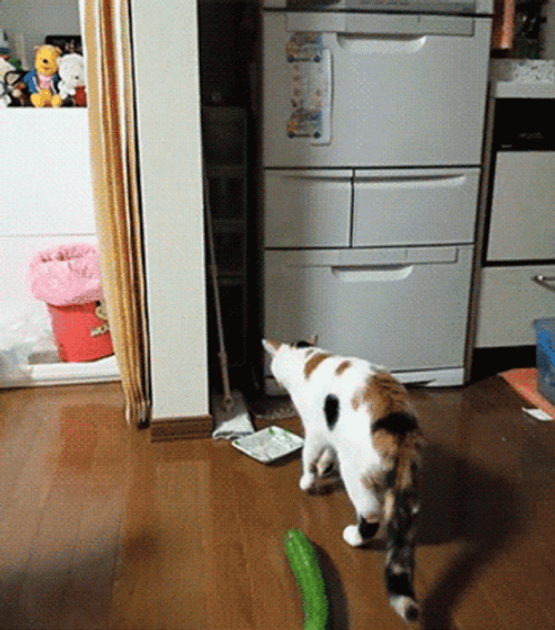 Hilarious Cucumber Prank Scared Cat GIF