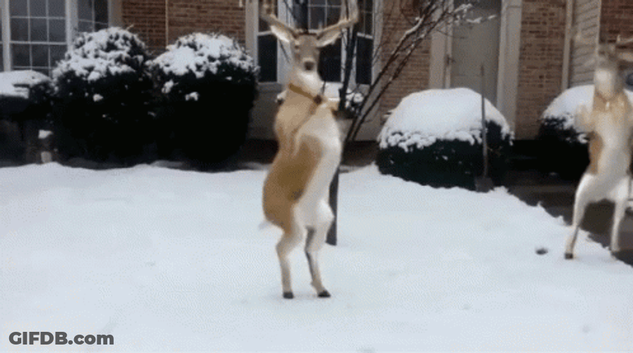 Hilarious Dancing Reindeer Snow Season GIF