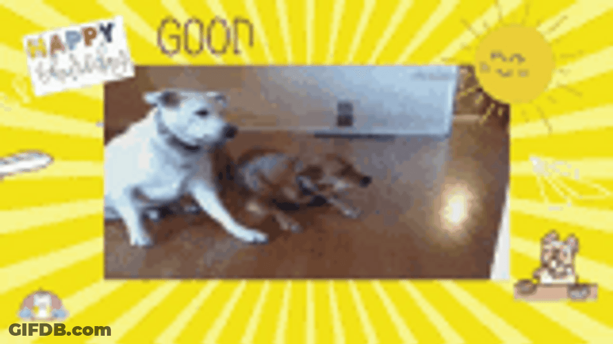 Hilarious Dog Riding Robotic Vacuum  Funny Thursday GIF