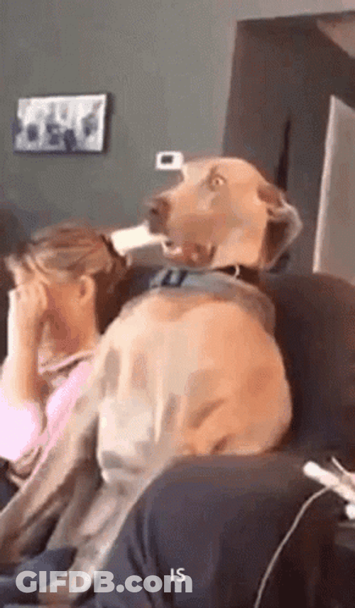 Hilarious Dog Terrified Shock GIF
