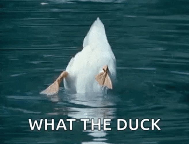 Hilarious Duck Drowing GIF