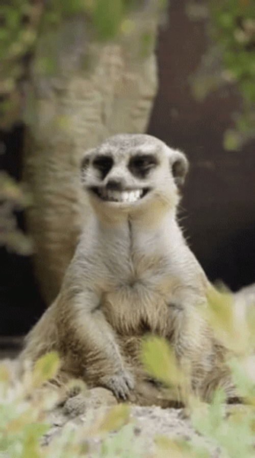 Hilarious Face App Animal Hehehe GIF