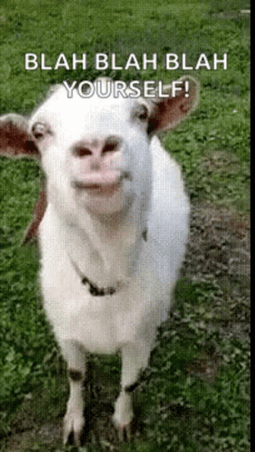 Hilarious Goat Stick Tongue Out GIF