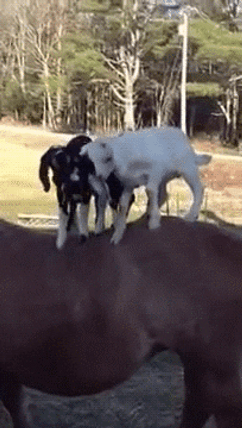 Hilarious Goats Falling GIF