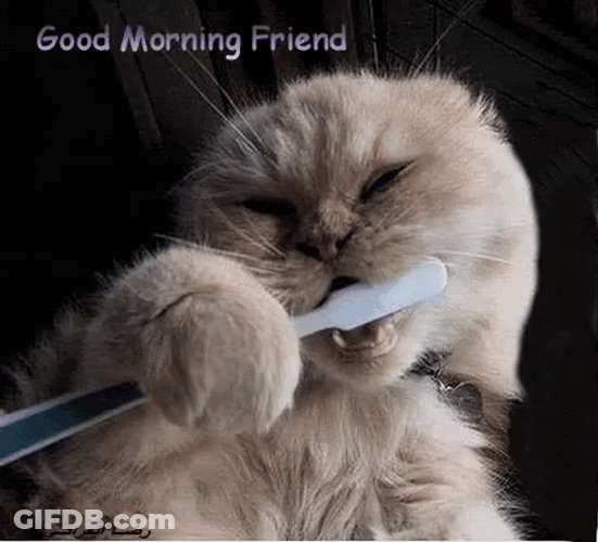 Hilarious Good Morning Cat With Toothbrush GIF