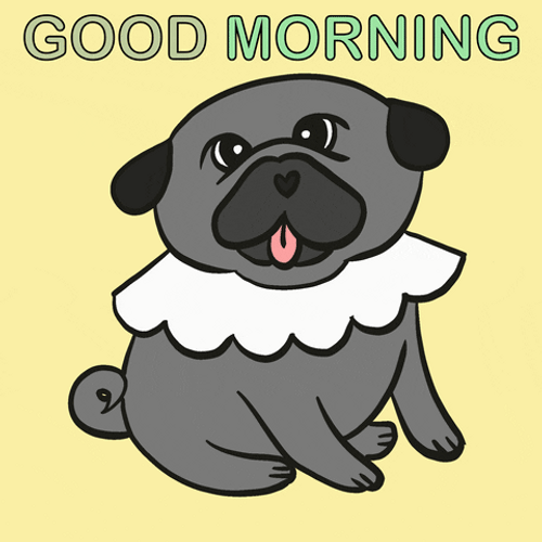 Hilarious Good Morning Crossed Eyed Pug GIF