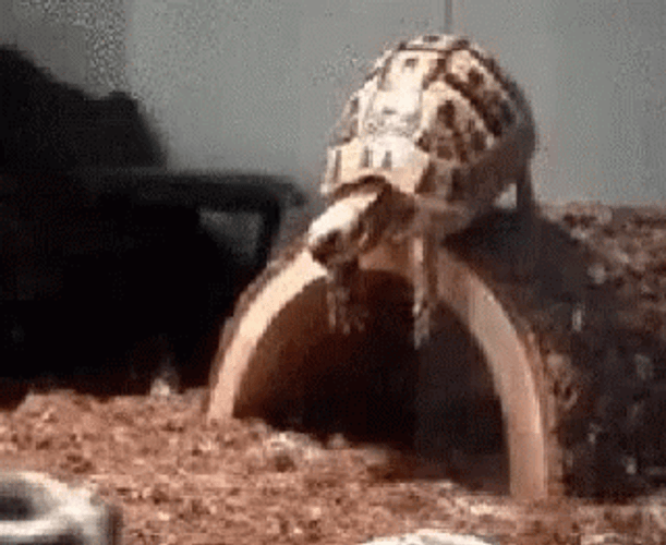 Hilarious Good Morning Failed Turtle GIF