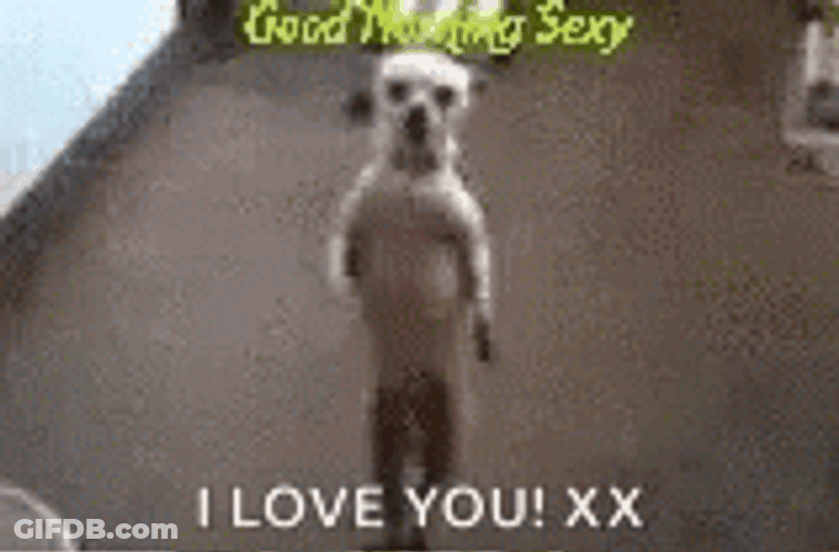 Hilarious Good Morning Sexy Dog Dance GIF