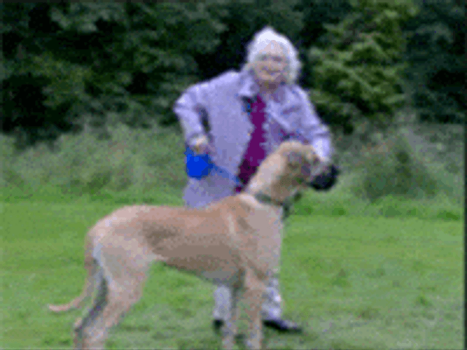 Hilarious Granny Dragged By Dog Fail GIF