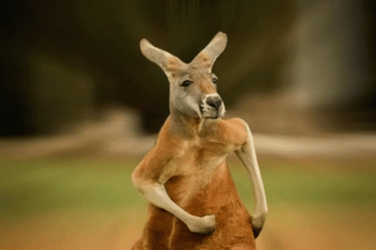 Hilarious Kangaroo Running GIF
