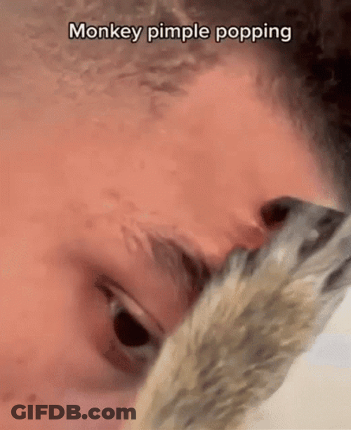Hilarious Monkey Pimple Popping GIF