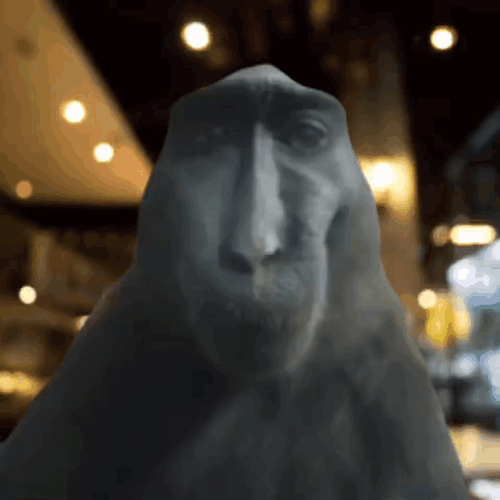 Hilarious Monkey Smiling Goofy Meme GIF