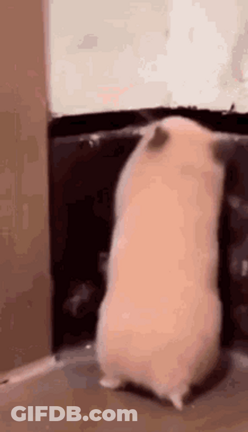 Hilarious Mouse Scary Surprise Reaction Meme GIF