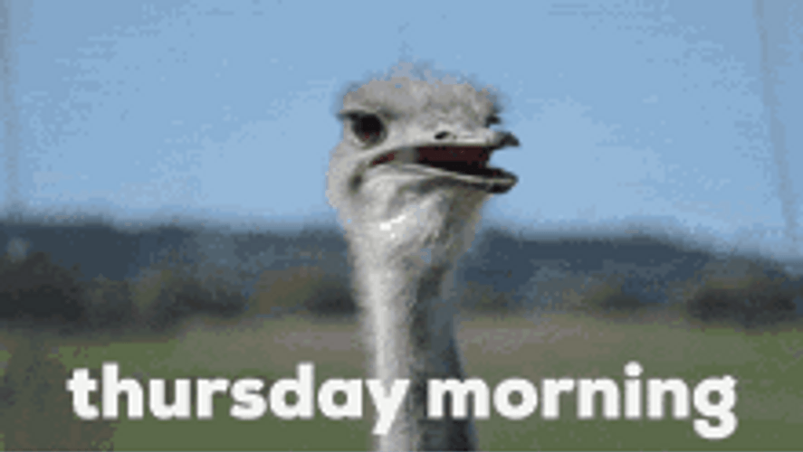 Hilarious Ostrich Yawning Funny Thursday Mood GIF