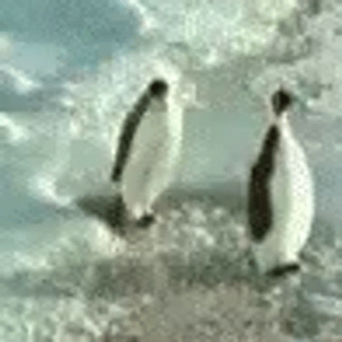 Hilarious Penguin Smack Penguin GIF