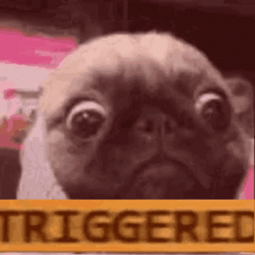 Hilarious Pug Dog Triggered Meme GIF