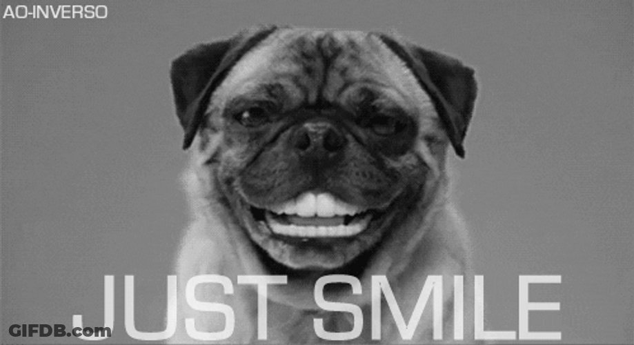Hilarious Pug Dog Wide Smile GIF