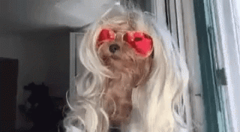 Hilarious Puppy With Blonde Hair GIF