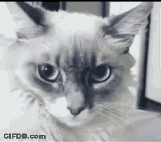 Hilarious Ragdoll Cat Scary Surprise Reaction GIF