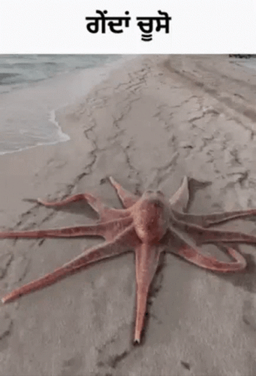 Hilarious Release The Kraken Seaside Meme GIF