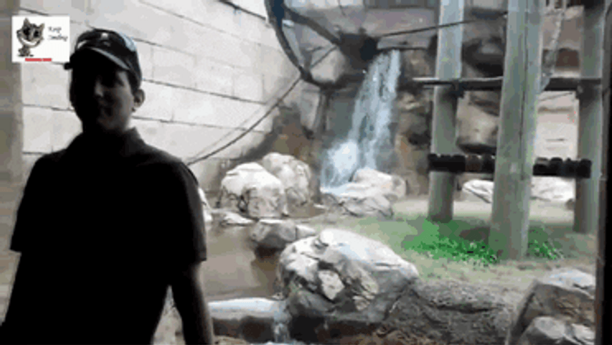 Hilarious Rizz Zoo Monkey Swinging GIF