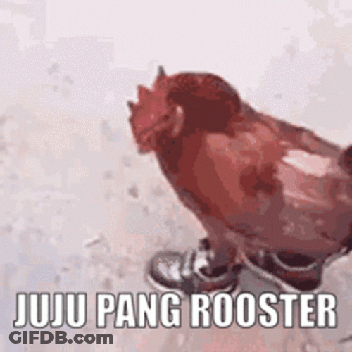 Hilarious Rooster Walking With Shoes GIF