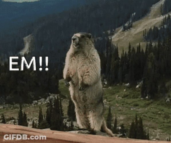Hilarious Screaming Beaver Asking For Em Meme GIF
