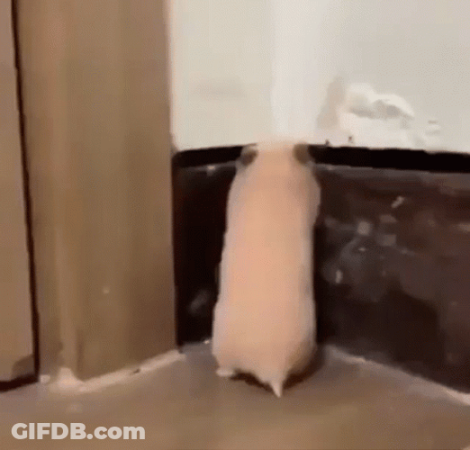 Hilarious Shocked Funny Hamster Poke Reaction GIF