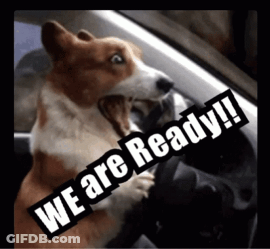 Hilarious Startled Dog We Are Ready GIF