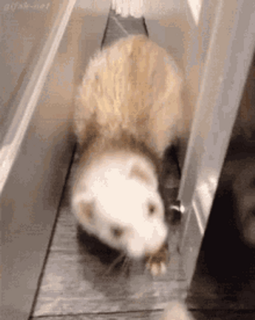 Hilarious Stuck Ferret Pet GIF