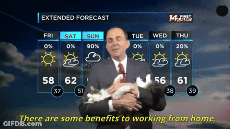Hilarious Weatherman Petting Cat GIF