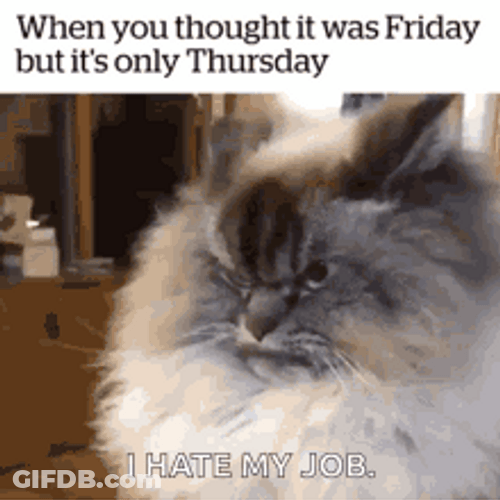 Himalayan Cat Disappointed Face Funny Thursday Meme GIF