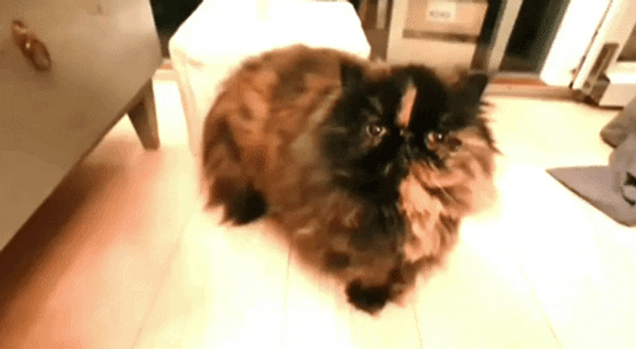 Himalayan Grumpy Cat GIF