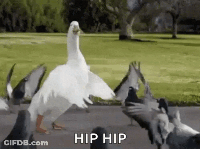 Hip Hip Hooray GIF