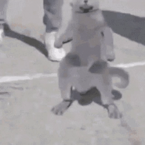 Hip-Hop Cat Dancing Meme GIF