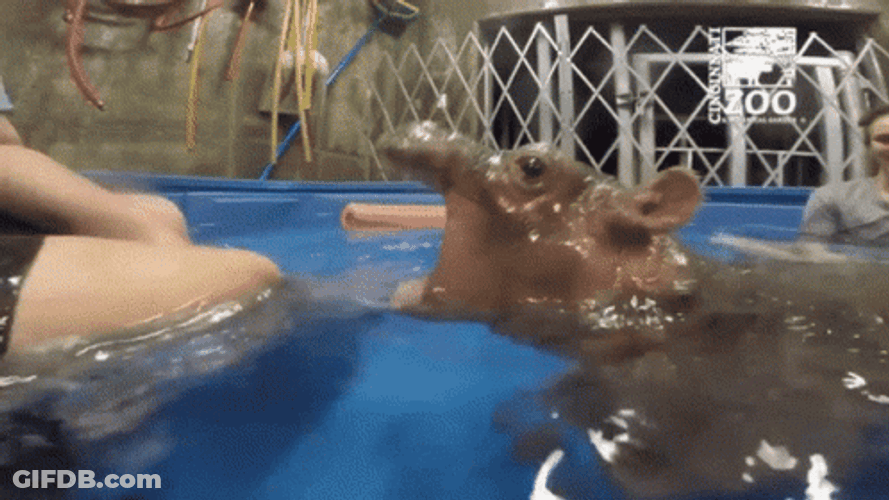 Hippo GIF