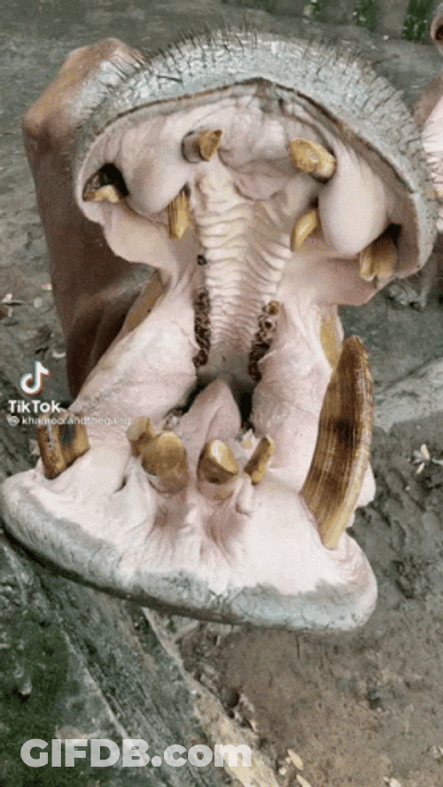 Hippo GIF