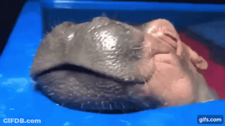 Hippo GIF