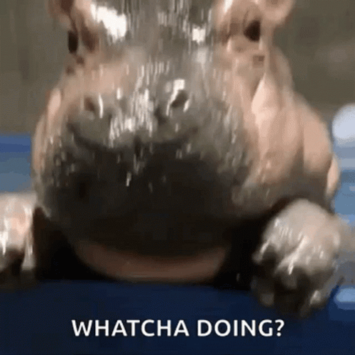 Hippo Confused Whatcha Doing GIF